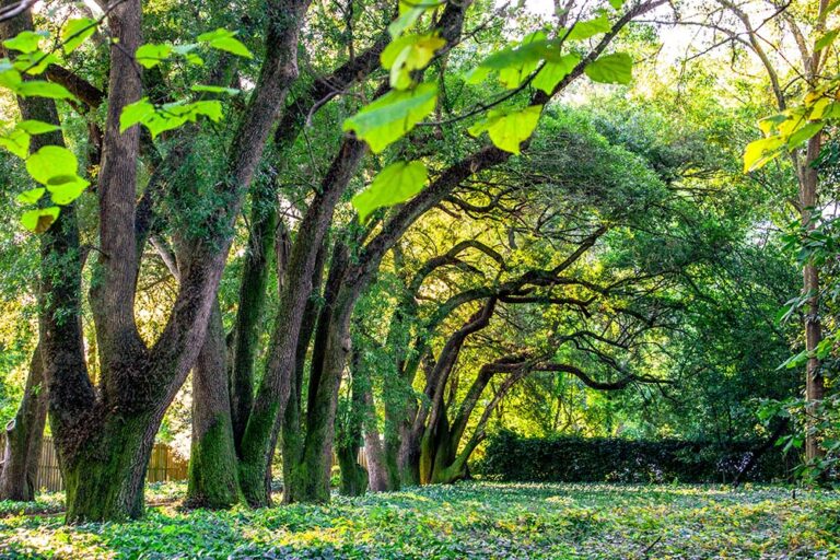 Things To Do Around Aiken - Farmscape Realty